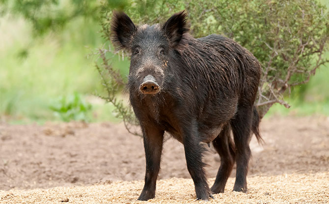 Boar