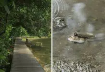 Boardwalks In Singapore Where You Can Explore Life At The Water’s Edge