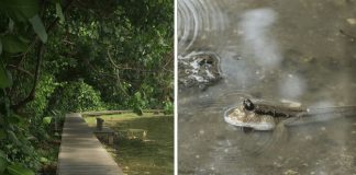 Boardwalks In Singapore Where You Can Explore Life At The Water’s Edge