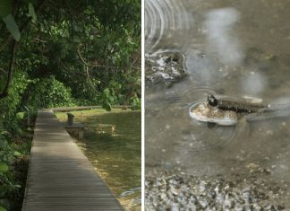 Best Boardwalks In Singapore To Explore Life At The Wetlands Boardwalks In Singapore Where You Can Explore Life At The Water’s Edge