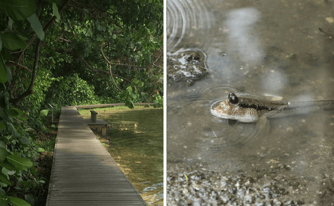 Boardwalks In Singapore Where You Can Explore Life At The Water’s Edge