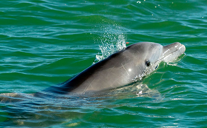 Bottlenose Dolphin