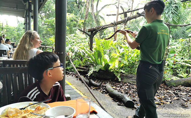Breakfast In The Wild: Dine With The Animals At Singapore Zoo