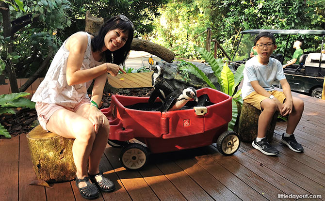 Breakfast in the Wild at Singapore Zoo Experience