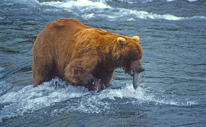 Brown Bear