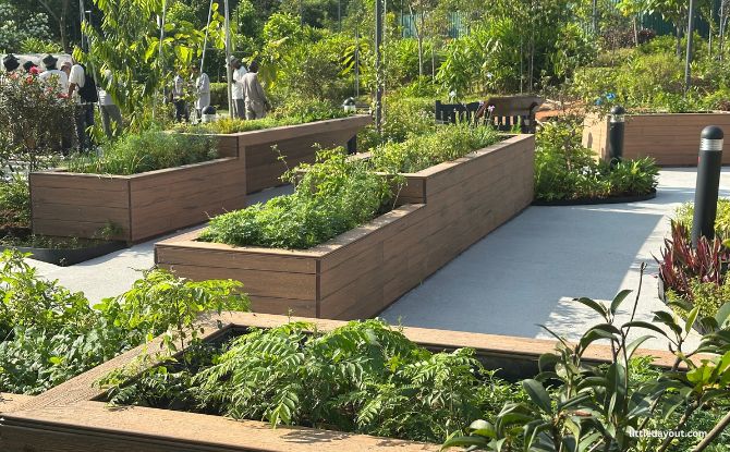 Bukit Canberra Themed Gardens: Playgarden, Orchard, Edibles & Sunken Garden 4 Herb and Kitchen Garden