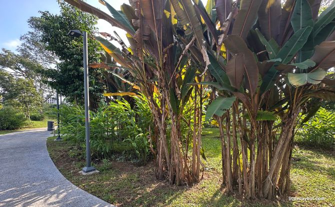 Bukit Canberra Themed Gardens: Playgarden, Orchard, Edibles & Sunken Garden 2 Fruit Orchard