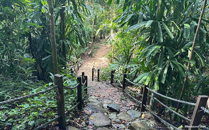 Bukit Timah Hill: Kid-Friendly Guide To Singapore's Tallest Hill (Including 6 Trails) 18 off-road paths at Hindhede Nature Park
