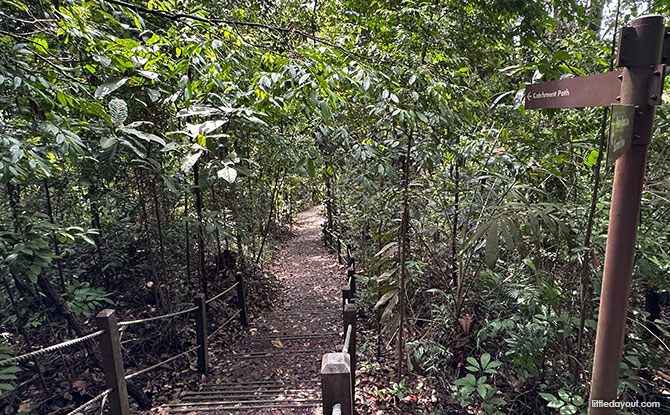 Bukit Timah Hill: Kid-Friendly Guide To Singapore's Tallest Hill (Including 6 Trails) 11 Catchment Path