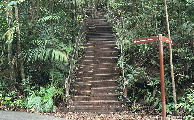 Bukit Timah Hill: Kid-Friendly Guide To Singapore's Tallest Hill (Including 6 Trails) 6 Summit Steps