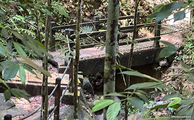 Bukit Timah Hill: Kid-Friendly Guide To Singapore's Tallest Hill (Including 6 Trails) 15 Jungle Fall Path
