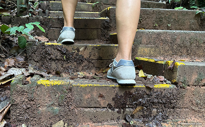 Bukit Timah Hill: Kid-Friendly Guide To Singapore's Tallest Hill (Including 6 Trails) 27 Enjoy a Visit to Bukit Timah Hill