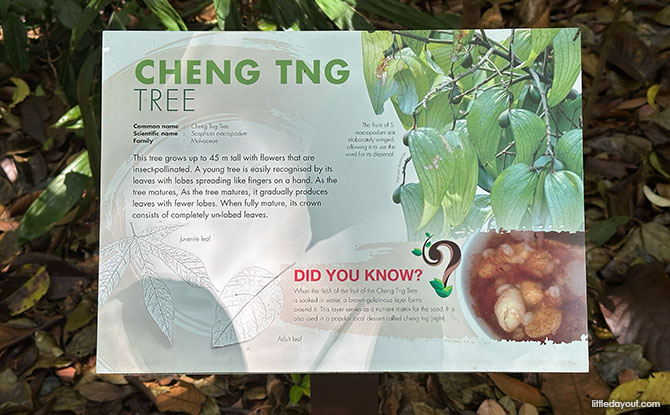 Bukit Timah Hill: Kid-Friendly Guide To Singapore's Tallest Hill (Including 6 Trails) 26 Informational Signboards