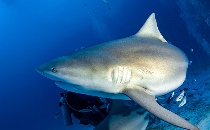 Bull Shark