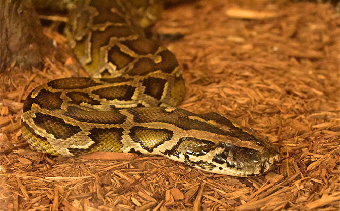 Burmese Python