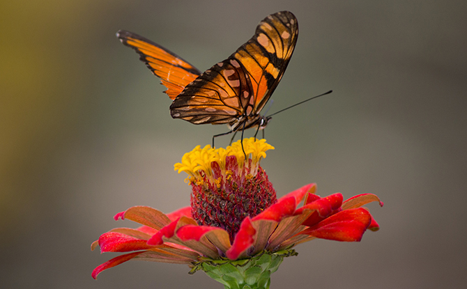 Butterfly Facts For Kids: butterfly on flower