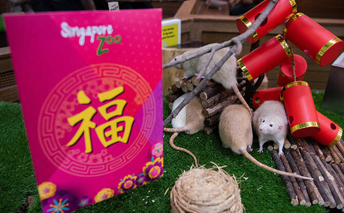 8 Family-Friendly Things To Do Over The Chinese New Year Long Weekend 2020 In Singapore 7 Wild CNY