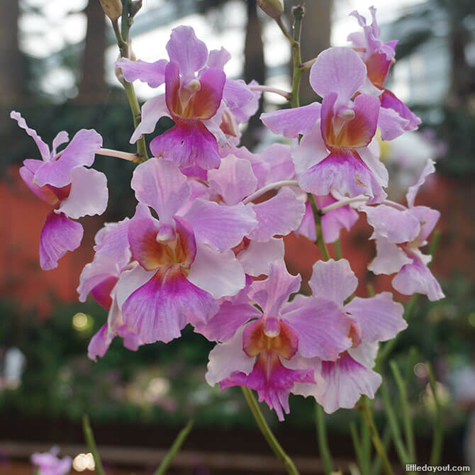 Orchids