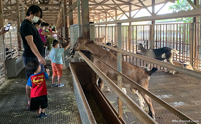 Visiting the Goats at Hay Dairies Goat Farm