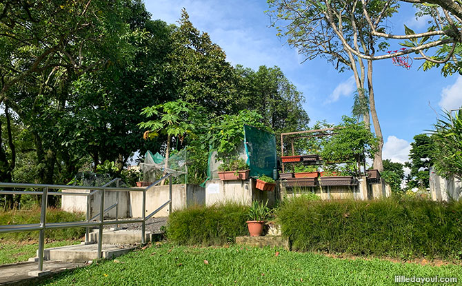 Yishun Neighbourhood Park Allotment Garden