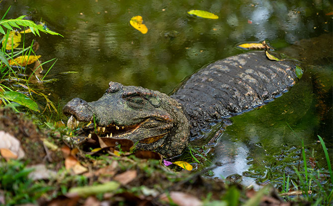 Caiman