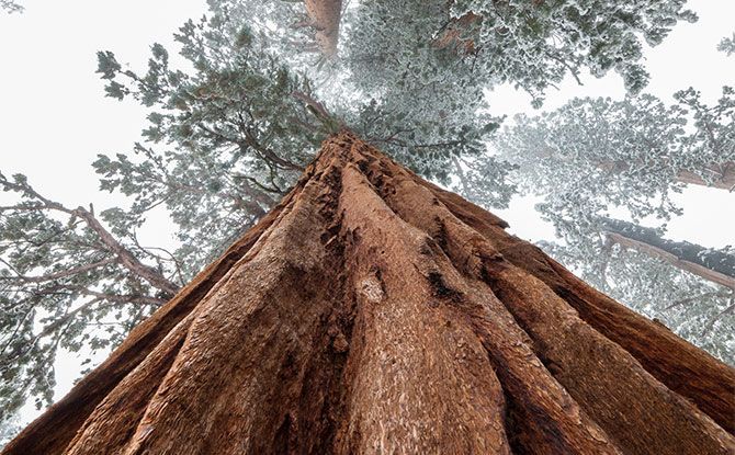 The Redwood is the California State Tree