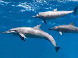 It’s World Oceans Day. Here’s How To Dive Underwater Online