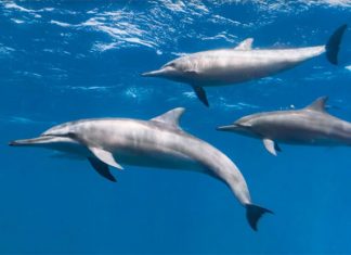 It’s World Oceans Day. Here’s How To Dive Underwater Online It’s World Oceans Day. Here’s How To Dive Underwater Online