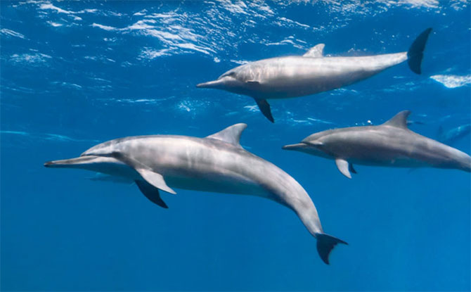 It’s World Oceans Day. Here’s How To Dive Underwater Online It’s World Oceans Day. Here’s How To Dive Underwater Online