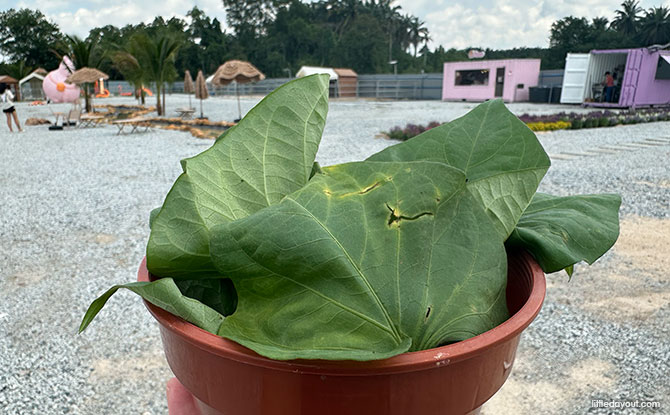 Capyba Pet Farm In JB: Meet & Feed The Capybaras & Other Animals 2 Animal feed