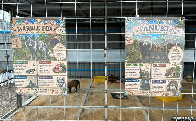 Capyba Pet Farm In JB: Meet & Feed The Capybaras & Other Animals 4 Meet the Animals
