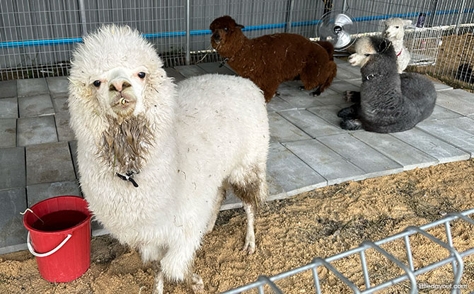 Capyba Pet Farm In JB: Meet & Feed The Capybaras & Other Animals 5 Alpacas