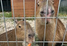 Capyba Pet Farm In JB: Meet & Feed The Capybaras & Other Animals Capyba Pet Farm In JB: Meet & Feed The Capybaras & Other Animals