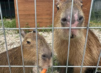 Capyba Pet Farm In JB: Meet & Feed The Capybaras & Other Animals Capyba Pet Farm In JB: Meet & Feed The Capybaras & Other Animals
