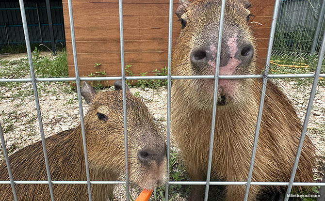 Capyba Pet Farm In JB: Meet & Feed The Capybaras & Other Animals Capyba Pet Farm In JB: Meet & Feed The Capybaras & Other Animals