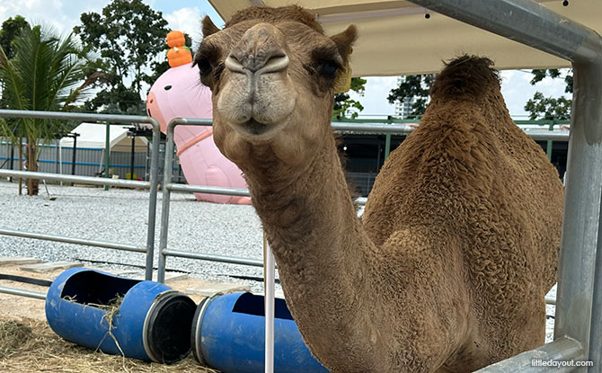 Capyba Pet Farm In JB: Meet & Feed The Capybaras & Other Animals 7 animal residents at the Capyba Pet Farm