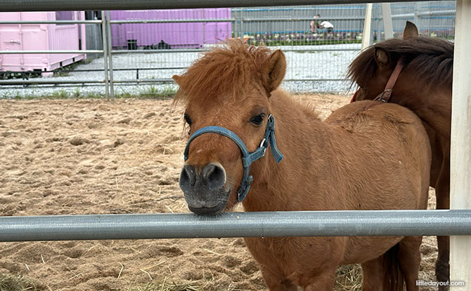 Capyba Pet Farm In JB: Meet & Feed The Capybaras & Other Animals 8 ponies