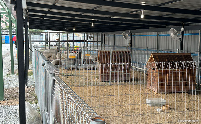 Capyba Pet Farm In JB: Meet & Feed The Capybaras & Other Animals 12 Things to Know about Capyba Pet Farm