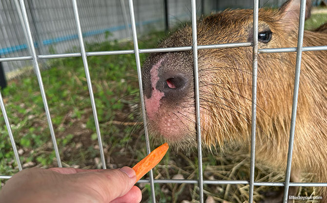 Capyba Pet Farm In JB: Meet & Feed The Capybaras & Other Animals 6 Capyba Pet Farm has a trio of capybaras