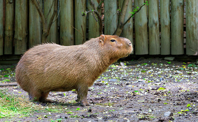 Capybara