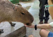 Meet Capybaras At River Wonders’ Hello From The Wild Experience