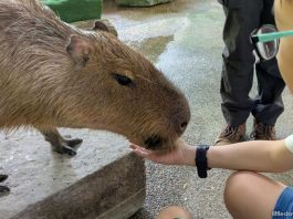 Meet Capybaras At River Wonders’ Hello From The Wild Experience