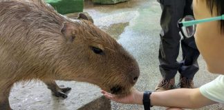 Meet Capybaras At River Wonders’ Hello From The Wild Experience
