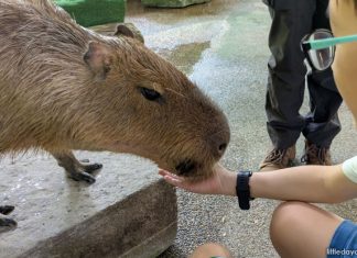 Meet Capybaras At River Wonders’ Hello From The Wild Experience