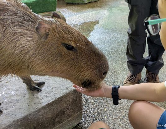 Meet Capybaras At River Wonders’ Hello From The Wild Experience