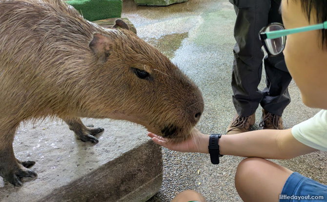 Meet Capybaras At River Wonders’ Hello From The Wild Experience