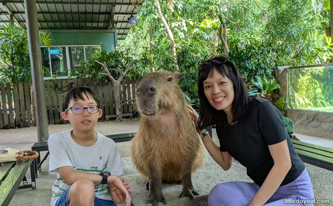 capybara river wonder 02