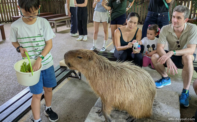 Meeting Moe the Capybara at Hello From The Wild