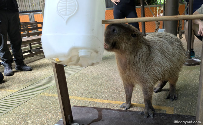 keepers also shared how enrichment is setup for the capybaras