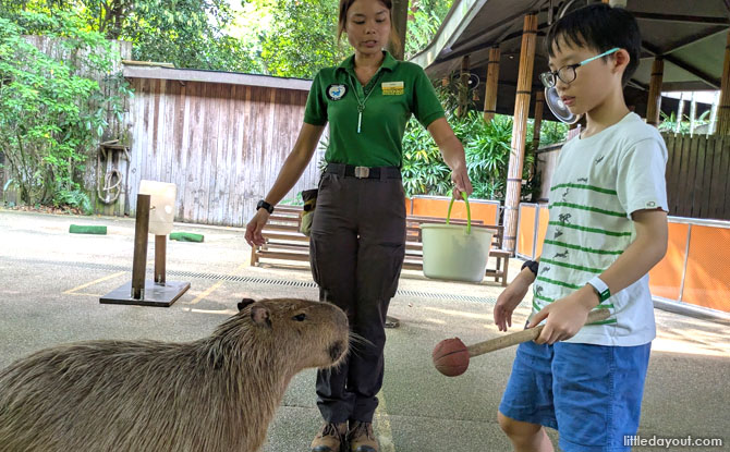 How to Train a Capybara